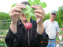 Radishes! Fresh from Someone's Plot! (Paul Niemera looks on)