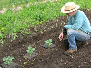 Steve Abrams examines his broccoli plants.