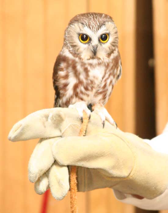 A 7-inch tall saw whet owl perches on Marcia Wilson's hand.