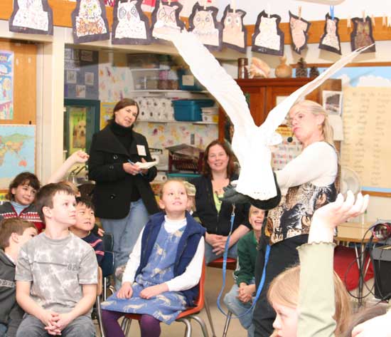 A snowy owl makes an impressive entrance into the classroom.