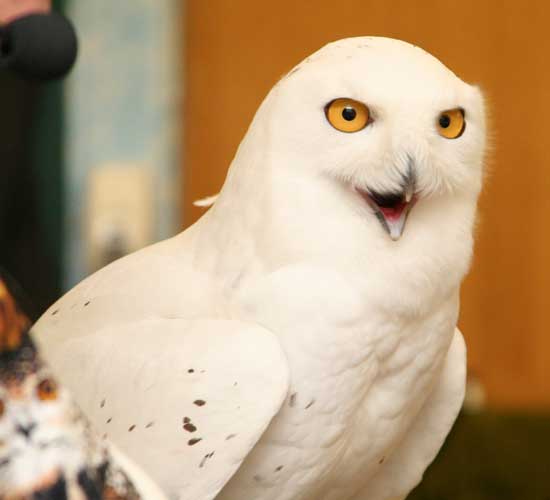 A snowy owl surveys Mrs. Temple’s  second-grade classroom.