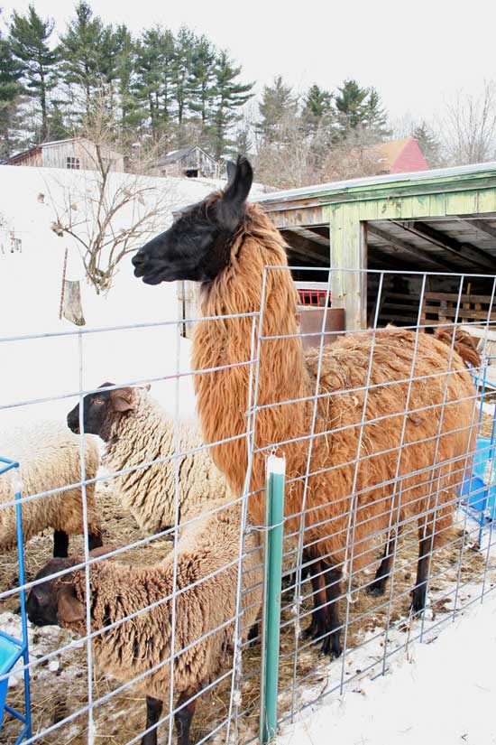 Looking like an overgrown sheep, Buddy the llama watches the held. Biuddy arrived in December to cut down on coyote attacs.