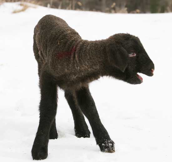 A day-old lamb cries to Mom.