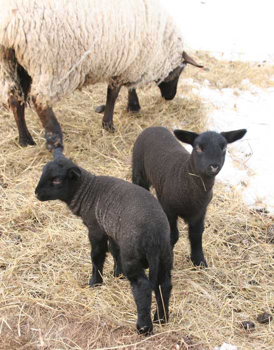 Week-old twins stick together.