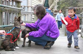 Four-month-old puppy siblings Timmy and Heather get acquainted with Christine, Graham, and Rhein Stelzer. (Photo by Lisa Aciukewicz) Four-month-old puppy siblings Timmy and Heather get acquainted with Christine, Graham, and Rhein Stelzer. (Photo by Lisa Aciukewicz)