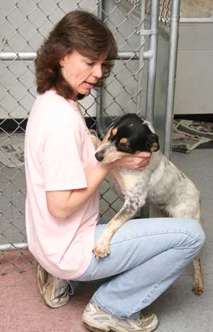 Sue Dipasquale of Phillipston runs the Great Dog Rescue office and kennel on Ayer Road. (Photo by Lisa Aciukewicz) Sue Dipasquale of Phillipston runs the Great Dog Rescue office and kennel on Ayer Road. (Photo by Lisa Aciukewicz)