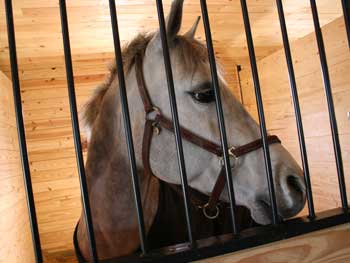 One of the Meadow March horses, Sunny, eyes visitors. (Photo by Lisa Aciukewicz) One of the Meadow March horses, Sunny, eyes visitors. (Photo by Lisa Aciukewicz)