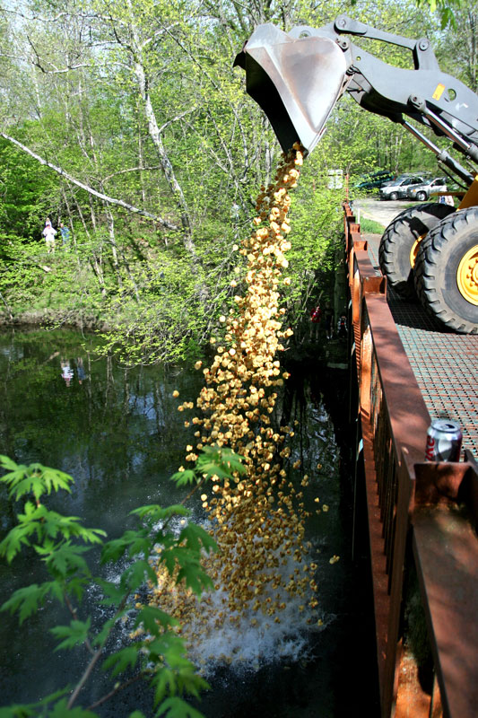 A bucketload of rubber duckies start their journey down the Nashua River in the Ducky Wucky Race.