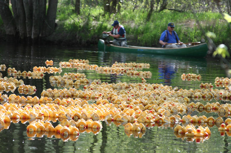 The ducks travel at their own unhurried pace..