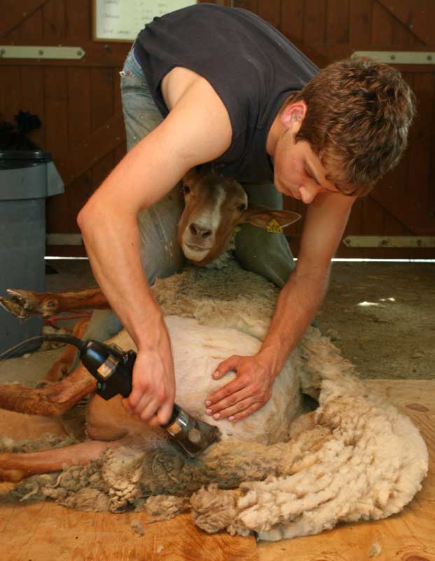 Aaron Loux of Cummington shears a ewe at the farm of Bill and Sharon Kerns on Bolton Road.