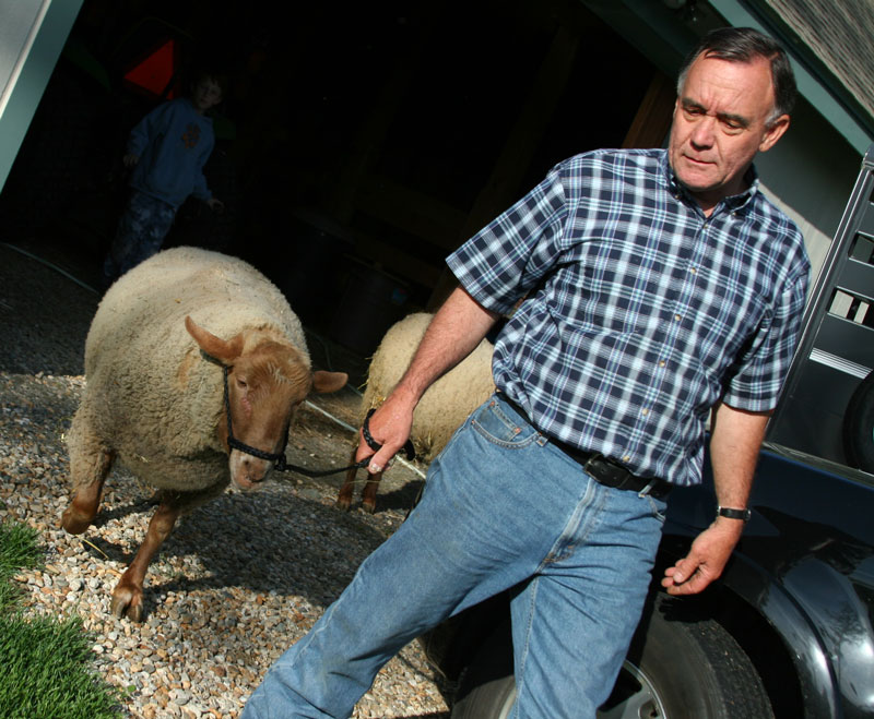 Scott Nutting of Littleton Road leads a ram to the sheep shearer.