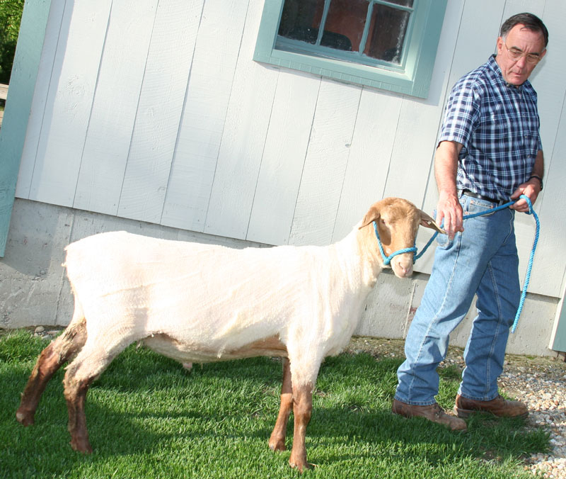 After his shearing, this ram's a new man.