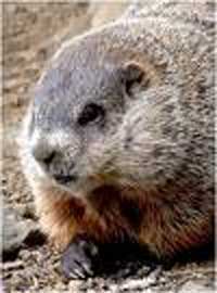 Punxsutawney Phil. (Courtesy photo)