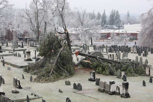 A white pine comes to its end in the town center cemetery.