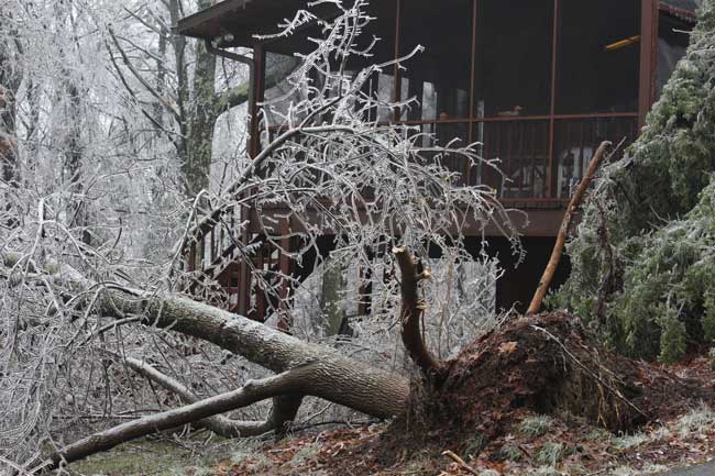 This tree at a Mass Ave home used to be standing tall.