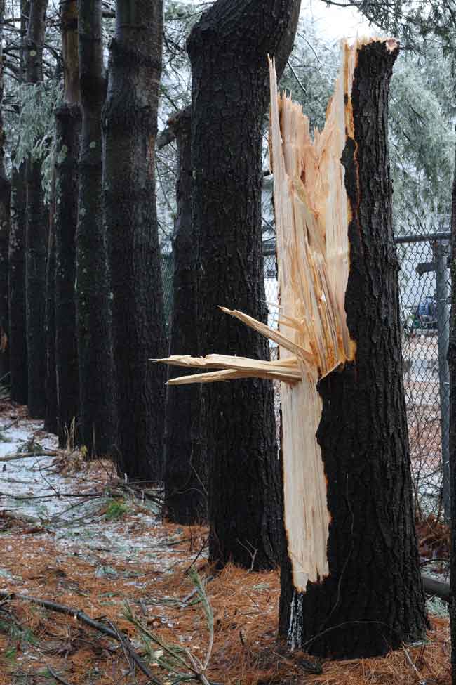 A pine tree snapped off at the base stands next to its stronger siblings.
