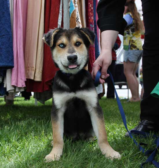 Ella, a shepherd-husky mix adopted from the Sterling Animal Shelter by the Kilian family, enjoys the day.