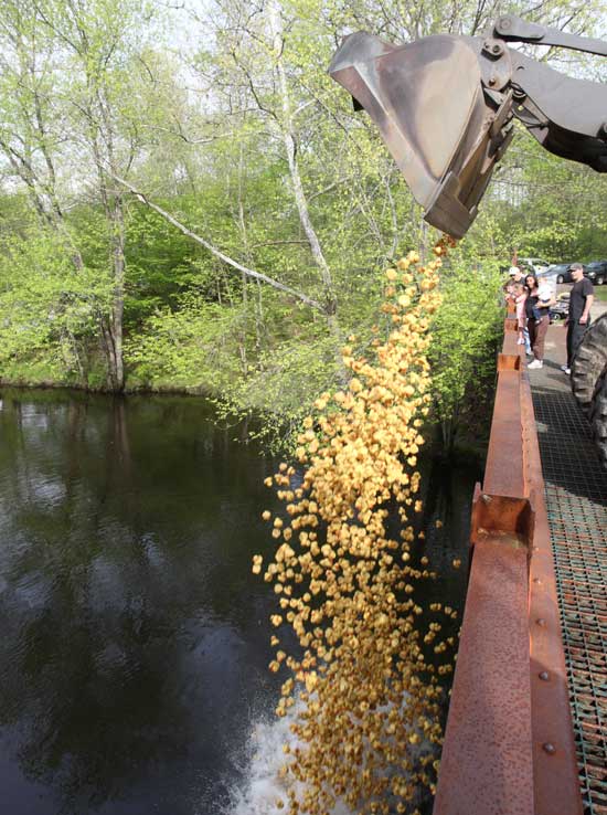And they’re off!  The duckies splash into the Nashua River.