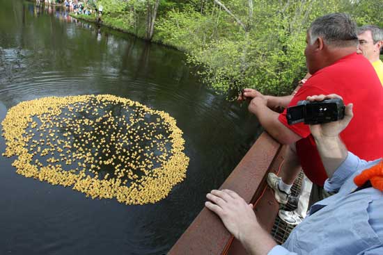 The duckies start their journey downstream as spectators watch from a bridge and the shore of the Nashua.