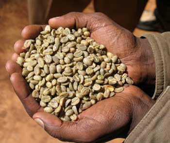 A farmer holds a handful of coffee beans on a plantation employing sustainable farming practices. (Photo used by permission of George Howell Coffee Company ©2007-2009)