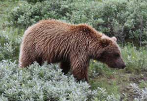 A grizzly bear searches for ground squirrels in Denali National Park. (Photo by Marilou Spash)