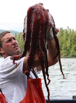 An Alaskan fisherman with a giant octopus. An Alaskan fisherman with a giant octopus.