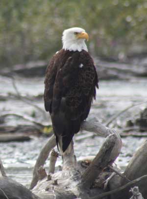 A bald eagle in the Chilkat Eagle Preserve. (Photos by Marilou Spash). A bald eagle in the Chilkat Eagle Preserve. (Photos by Marilou Spash).