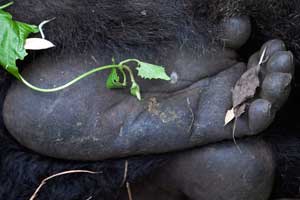 The feet of silverback Ubumwe of the Amahoro group at Volcanoes National Park. (Photo by Ellen Harasimowicz) The feet of silverback Ubumwe of the Amahoro group at Volcanoes National Park. (Photo by Ellen Harasimowicz)