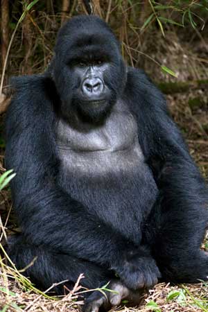One of the gorillas in the Amahoro group at Volcanoes National Park. (Photo by Ellen Harasimowicz) One of the gorillas in the Amahoro group at Volcanoes National Park. (Photo by Ellen Harasimowicz)