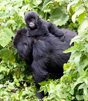 Kubaha is the mother of this baby gorilla who was named Abashyitsi at the recent Kwita Izina, or gorilla-naming ceremony. (Photo by Ellen Harasimowicz) Kubaha is the mother of this baby gorilla who was named Abashyitsi at the recent Kwita Izina, or gorilla-naming ceremony. (Photo by Ellen Harasimowicz)