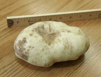Some spud! (Photo by Lisa Aciukewicz) Some spud! (Photo by Lisa Aciukewicz)