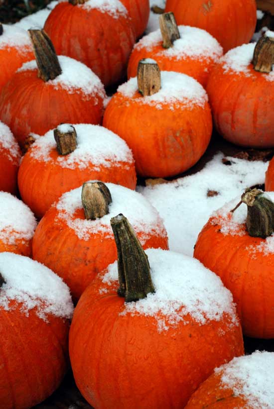 Snow covers the tops of pumpkins at Willard’s Farm Stand on Still River Road following the first snow of the season. (Photo by Sue Fitterman)