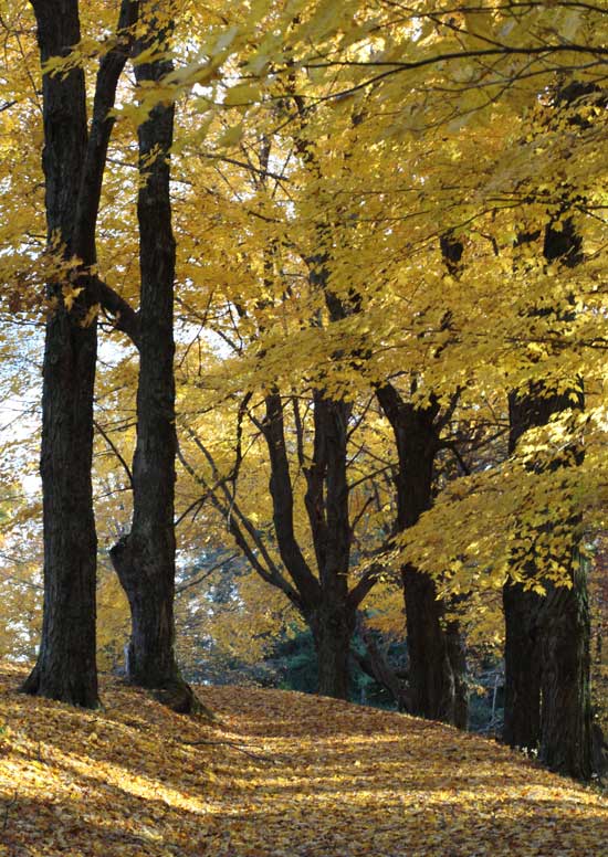 Late-season foliage at Belleview Cemetery.
