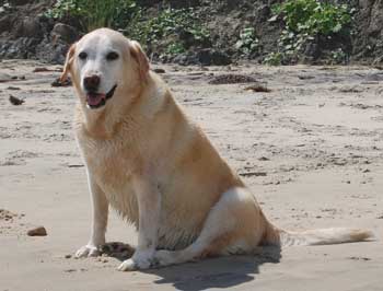 The Sennotts’ family dog, Maggie, relaxes on a Martha’s Vinyard beach. (Courtesy photo) The Sennotts’ family dog, Maggie, relaxes on a Martha’s Vinyard beach. (Courtesy photo)