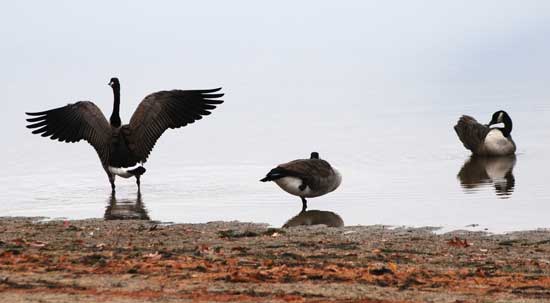Geese in motion at Bare Hill Pond. (Photo by Sue Fitterman)