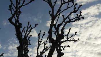 Trees in St. Remy are pruned of all new growth to keep them las they were centuries ago. 
