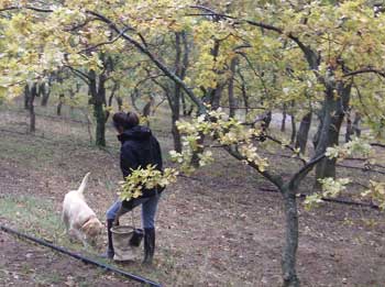 A dog sniffs out truffles at Ayme Truffle Farm in Grignan, France. (Photo by Nicholas Kouros)