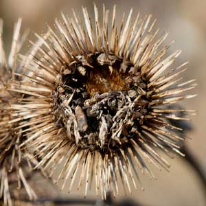The way in which fine hooks on the tips of the individual common burdock seed casings easily catch on the fur of passing animals led to the invention of Velcro. (Photo by Mary Holland) The way in which fine hooks on the tips of the individual common burdock seed casings easily catch on the fur of passing animals led to the invention of Velcro. (Photo by Mary Holland)