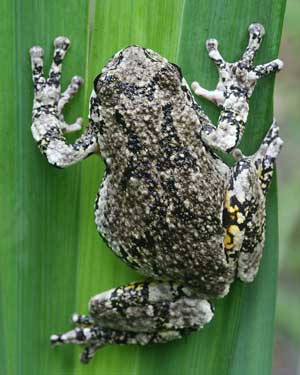 The observation of tree frogs climbing vertically without falling thanks to their adhesive toe pads led to the invention of tire treads. Shown here is a gray tree frog. (Photo by Mary Holland) The observation of tree frogs climbing vertically without falling thanks to their adhesive toe pads led to the invention of tire treads. Shown here is a gray tree frog. (Photo by Mary Holland)