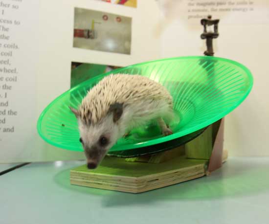 Can an African pygmy hedgehog power a lightbulb by running on an exercise wheel? Seventh-grader Annie Cooper's experiment found out the answer: Only when it wants to!
