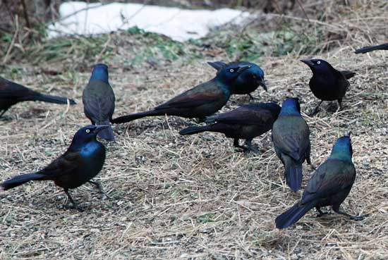 Migrations of grackles popped up under many birdfeeders in town.