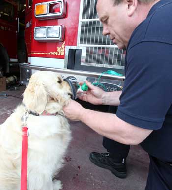 Fire Chief Bob Mignard demonstrates how a pet oxygen mask is applied on a golden retriever named Trillium. (Photo by Lisa Aciukewicz)