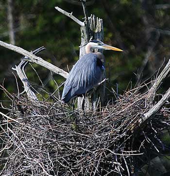 Great blue herons have been reusing their nests year after year—long before recycling became fashionable. A wonderful example clearly visible to all is the heronry along Route 2, near Acton. (Photo by Mary Holland) Great blue herons have been reusing their nests year after year—long before recycling became fashionable. A wonderful example clearly visible to all is the heronry along Route 2, near Acton. (Photo by Mary Holland)