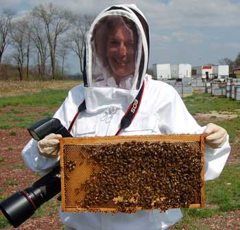 Photographer Ellen Harasimowicz holds up a frame covered with honey bees while on a shoot at Hackenberg Apiaries in Lewisburg, Pennsylvania. (Photo by Loree Griffin Burns)