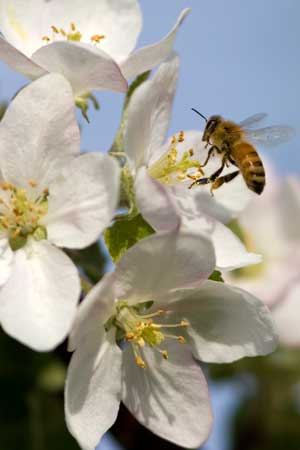 A honeybee alights on an apple blossom. (Photo by Ellen Harasimowicz)