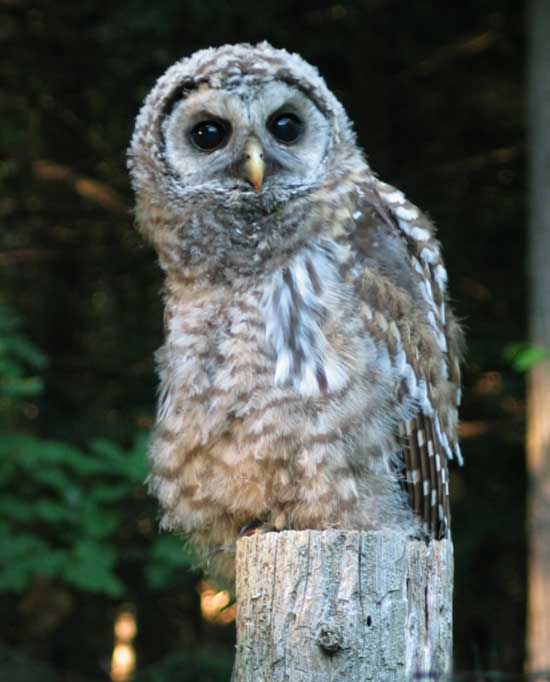 A curious, young barred owl sits on a fence post next to the D’Eramos’ vegetable garden on Warren Ave.