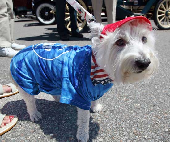 Annie, a West Highland terrier, keeps the sun out of her eyes with a visor.