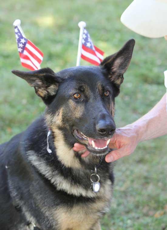 Bob, the Jackson family’s German shepherd, proudly flies his flags.