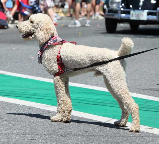 An unidentified standard poodle with a patriotic bandana stands proudly along the parade route.