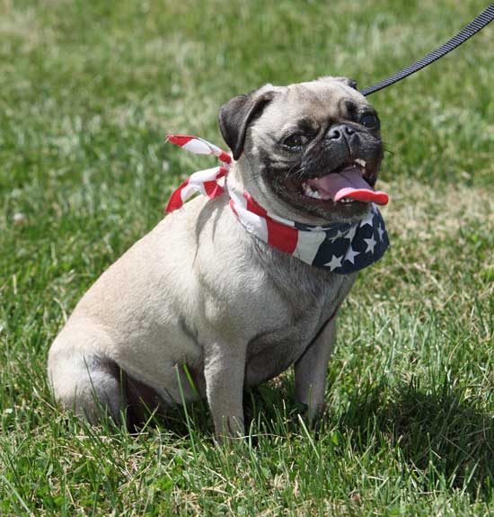 The Sklars’ pug, Coco, sports stars and stripes.